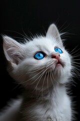 Beautiful cute baby cat with beautiful eyes black background, generated with AI