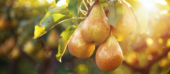 Pears Hanging From Tree