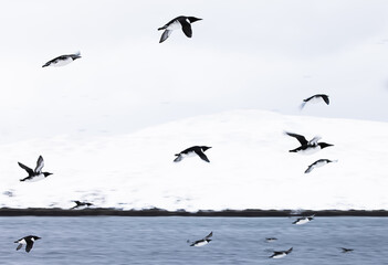  guillemot in flight above snow covered landscape