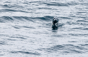 sea lion in the ocean