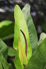 Beautiful foliage plant hybrid Anthurium with flower