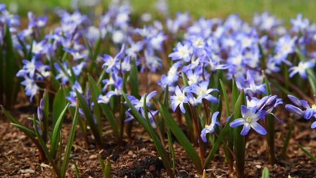 Close-up view of small blue and white Scilla forbesii (known as Forbes' glory-of-the-snow) glowers growing in city park in a sunny spring day. Soft focus. Real time handheld video. Beauty in nature.