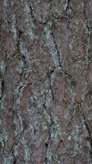 Vertical dark wooden texture background