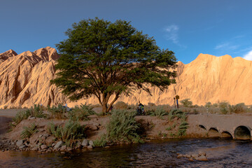 Tree in the desert, Atacama