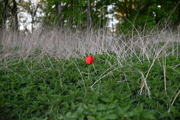 red rose in the middle of the bushes