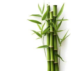 Green Bamboo Shoot Isolated on Transparent or White Background, PNG
