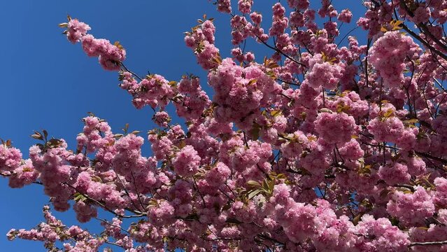 Beautiful sakura blossom prunus serrulata kanzan tree