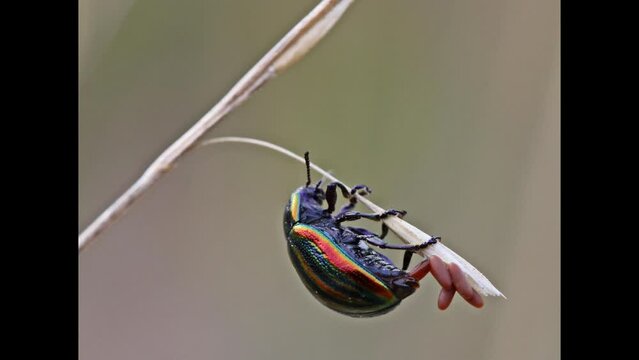 Regenbogen-Blattk&auml;fer (Chrysolina cerealis) bei der Eiablage
