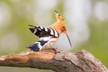 Eurasian hoopoe, Upupa epops is a distinctive cinnamon coloured bird with black and white wings, a tall erectile cres with long narrow downcurved bill.