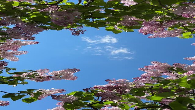 Lilac flowering bush on blue sky in spring park, vertical video.