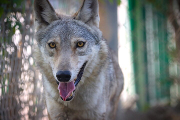 Indian wolf (Canis lupus pallipes) is a subspecies of gray wolf that ranges from Southwest Asia to...