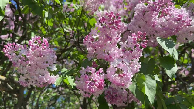 Tenderness of lilac flowers pink blossoms.