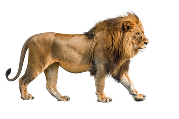 Majestic Lion Sitting Transparent Background