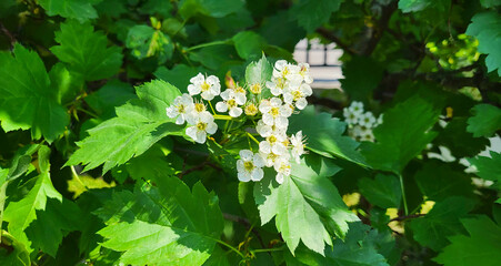 White hawthorn flowers on a background of green leaves on a bright sunny day.