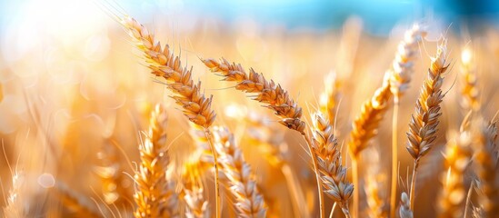 Naklejka premium Close Up of a Field of Wheat