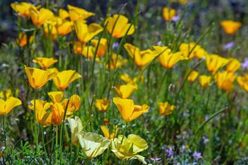 Spring wildflowers in the sonoran desert
