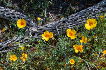 Spring wildflowers in the sonoran desert  © Tonia