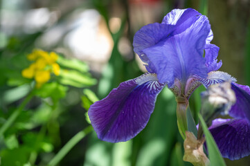 Iris en fleur, gros plan 