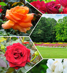 Lovely rose flower in a summer garden. Collage.
