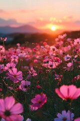 Gorgeous sunset views over a field of blooming cosmos flowers with mountains in the background