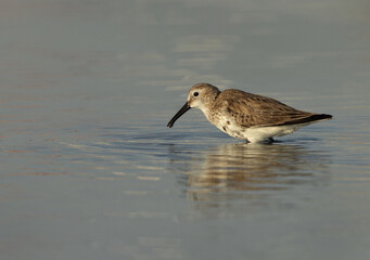 Dunlin feeding at mameer creek, Bahrain