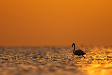 Greater Flamingos in the morning hours with dramatic hue, Asker coast, Bahrain