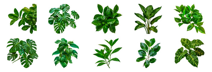 Variety of tropical houseplants cut out png on transparent background - obrazy, fototapety, plakaty