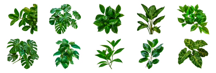 Variety of tropical houseplants cut out png on transparent background