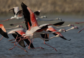 Greater Flamingos takeoff at Mameer coast in the morning, Bahrain. Selective focus in the middle.