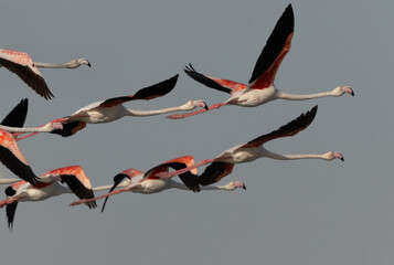 Closeup of Greater Flamingos flying at Mameer coast in the morning, Bahrain