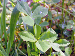Strawberry Clover stock photo