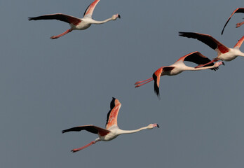 Greater Flamingos flying at Mameer coast in the morning, Bahrain