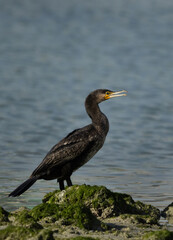 Portrait of a Great Cormorant at Eker creek of Bahrain