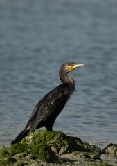 Portrait of a Great Cormorant at Eker creek of Bahrain