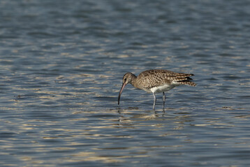 Whimbrel feeding in the morning hours at Eker creek during low tide, Bahrain