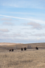 Herd of American Bison Grazing on the vast prairie of Theodore Roosevelt National Park in Spring 