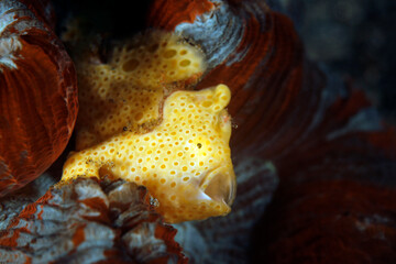 Yellow Painted Frogfish (Antennarius pictus) with Open Mouth. Ambon, Indonesia