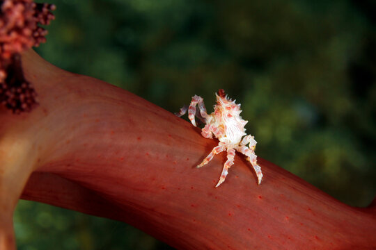 Candy Crab (Hoplophrys oatesi, aka Soft Coral Crab) on a Coral. Ambon, Indonesia
