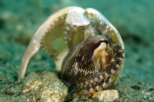 Coconut Octopus (Amphioctopus marginatus, aka Veined Octopus) Sheltering under a Broken Shell. Ambon, Indonesia