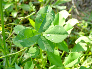 Clover Patels