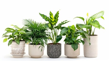 A vibrant selection of indoor plants in stylish, assorted decorative planters against a stark white backdrop