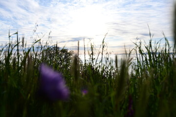 Obraz premium grass in the wind