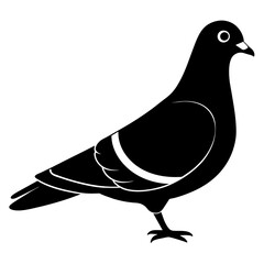 illustration of a pigeon