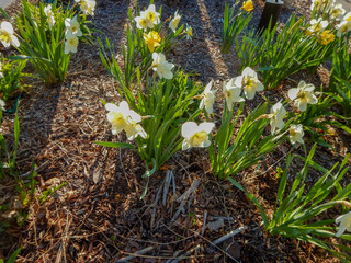 Daffodils Growing In The City Garden In Spring In De Pere, Wisconsin