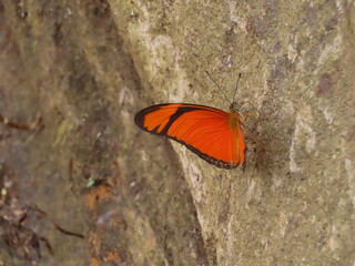 butterfly on a rock