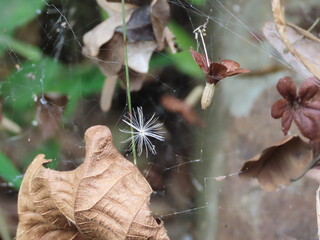 spider on a leaf
