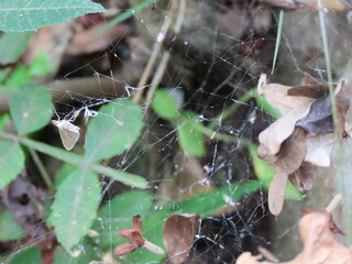 spider on web