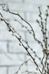 Close-up of a twig with catkins
