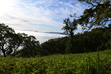 Obraz premium trees in the mountains