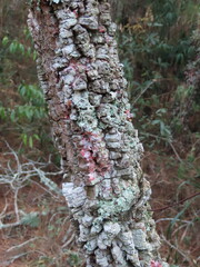 Mushroom on a trunk tree
